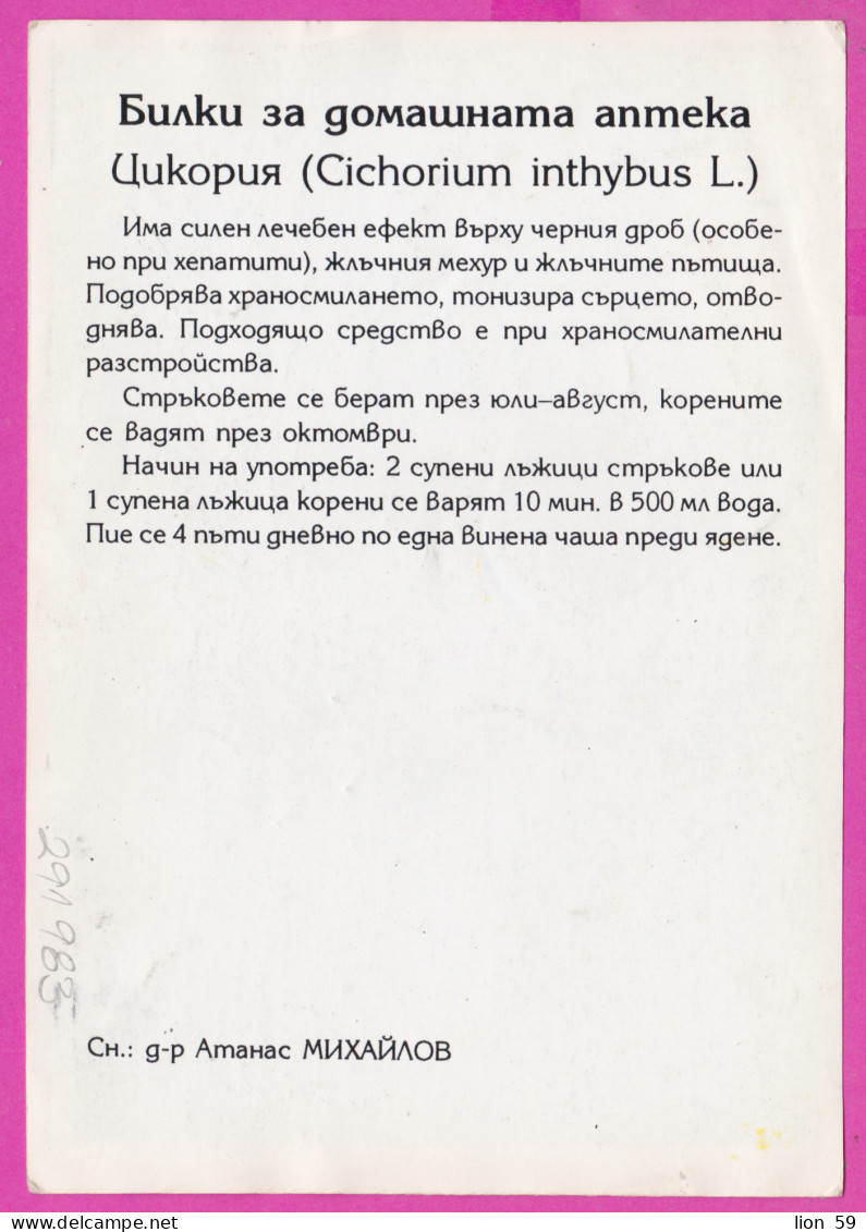 291983 / Medicinal Plants Flowers Fleurs Blumen Common Chicory L. (Cichorium Intybus) Receptions PC Bulgaria Bulgarie - Geneeskrachtige Planten