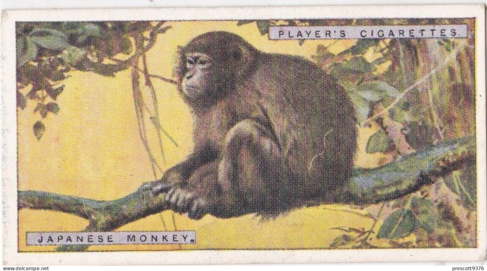 30 Japanese Monkey  - Natural History 1924 - Players Cigarette Card - Original - Player's