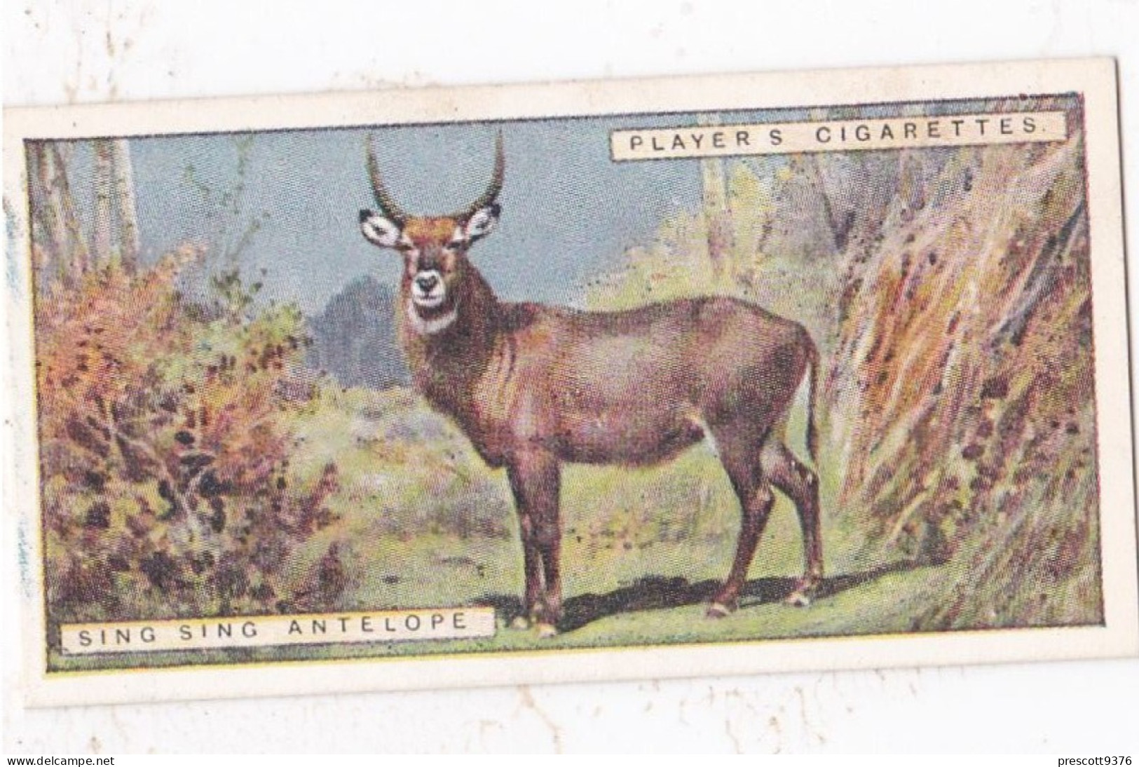 5 Sing Sing Antelope / Waterbuck  - Natural History 1924 - Players Cigarette Card - Original - Player's