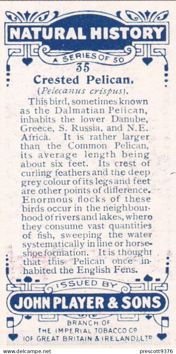 35 Crested Pelican  - Natural History 1924 - Players Cigarette Card - Original - Player's