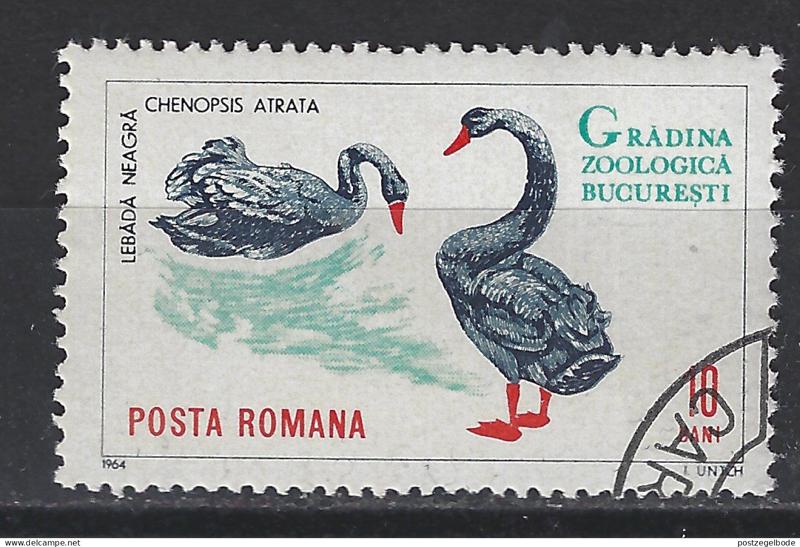 Roemenie Romania Romana Used; Zwarte Zwaan Black Swan Cisne Cygne NOW MANY ANIMAL STAMPS - Schwäne