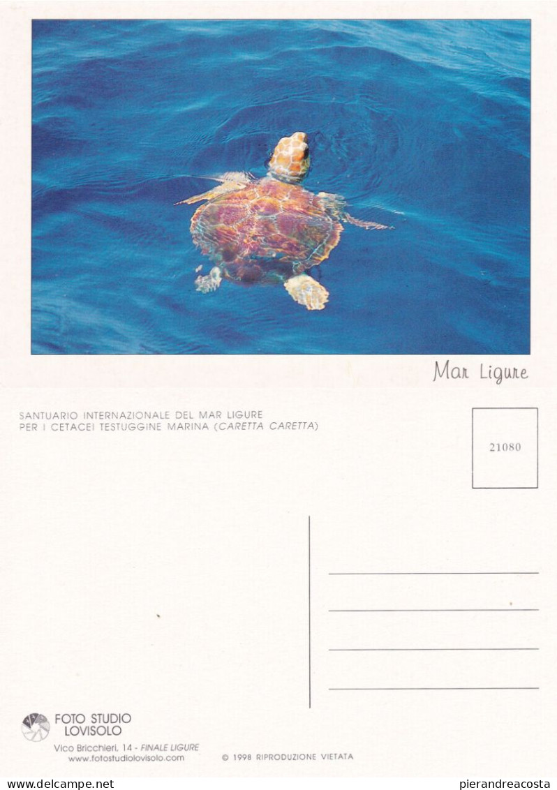 Testuggine Marina (Caretta Caretta). Mar Ligure.  Non Viaggiata - Tortues