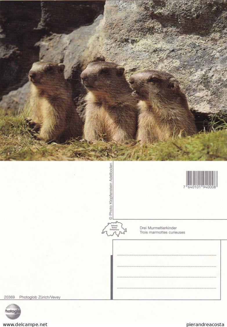 Marmotte.  Non Viaggiata - Turtles