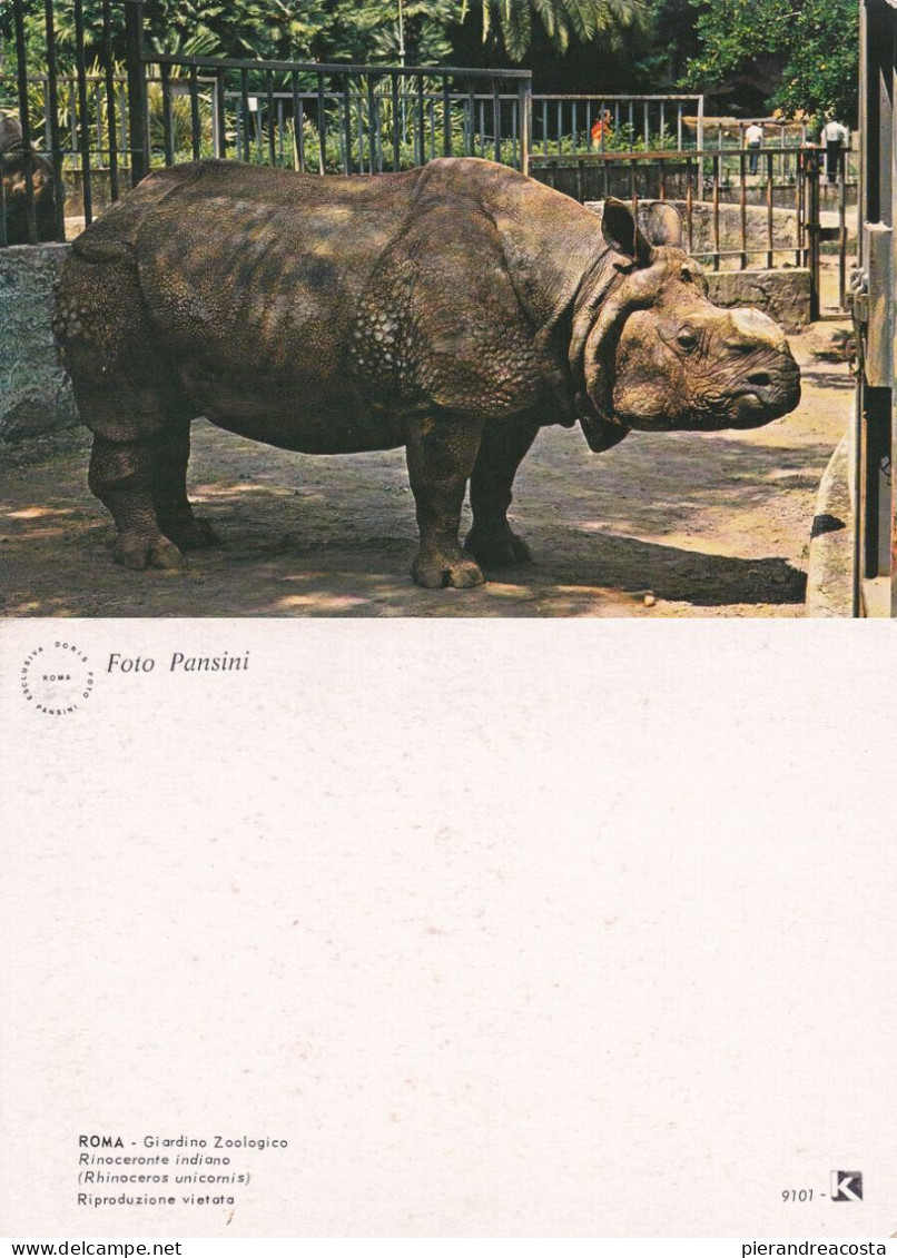 Rinoceronte Indiano. Giardino Zoologico Roma.  Non Viaggiata - Rinoceronte