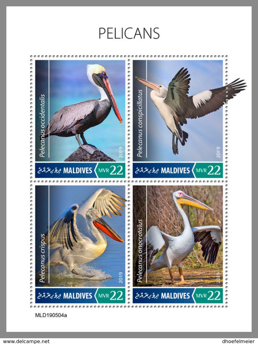 MALDIVES 2019 MNH Pelicans Pelikane M/S - OFFICIAL ISSUE - DH1932 - Pelicans