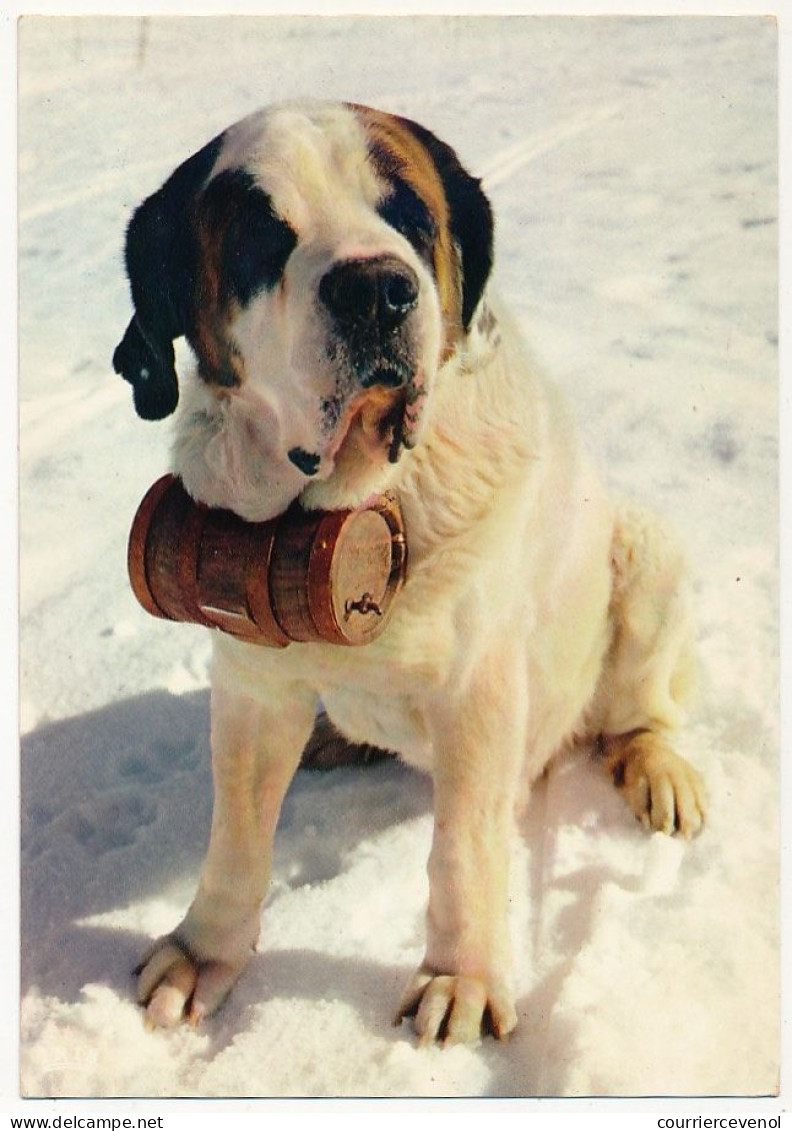 CPM - "KOKO" Le Saint Bernard Des Neiges - Chiens