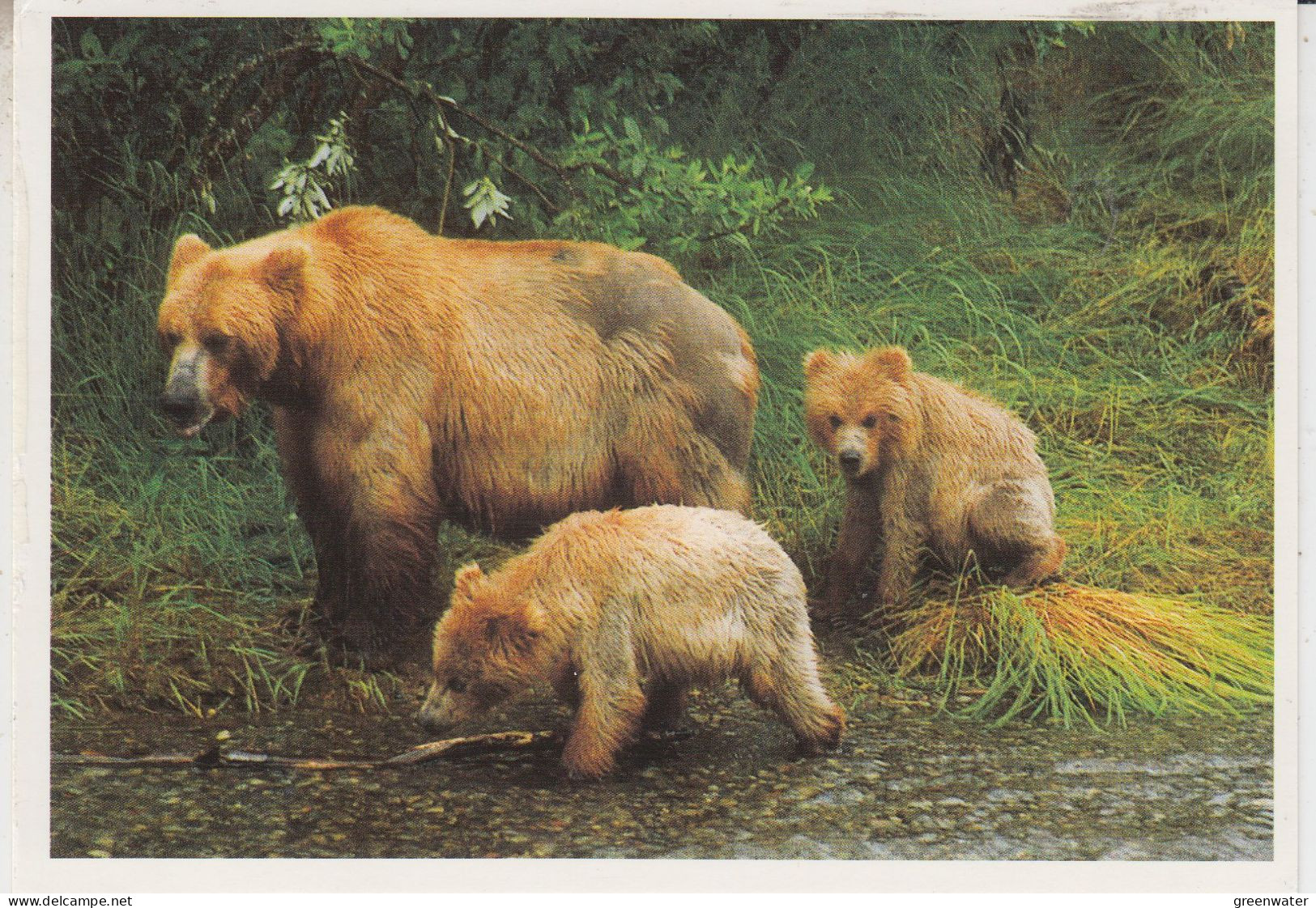 Canada Postcard "Brown Bears" Iqaluit Ca Iqaluit JUL 28 1997  (BS181A) - Stations Scientifiques & Stations Dérivantes Arctiques