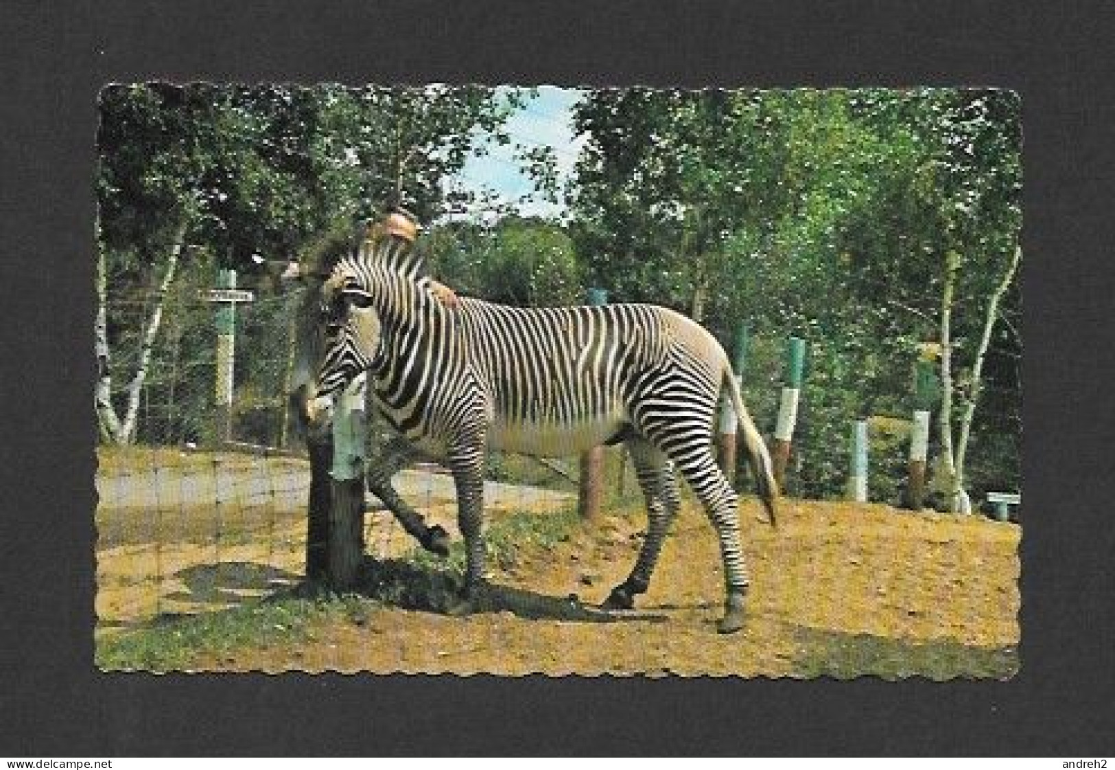 Animaux & Faune > Zèbre - Zoo St Édouard Cté Maskinongé Québec - Par J.M. Bienvenue - Zebre