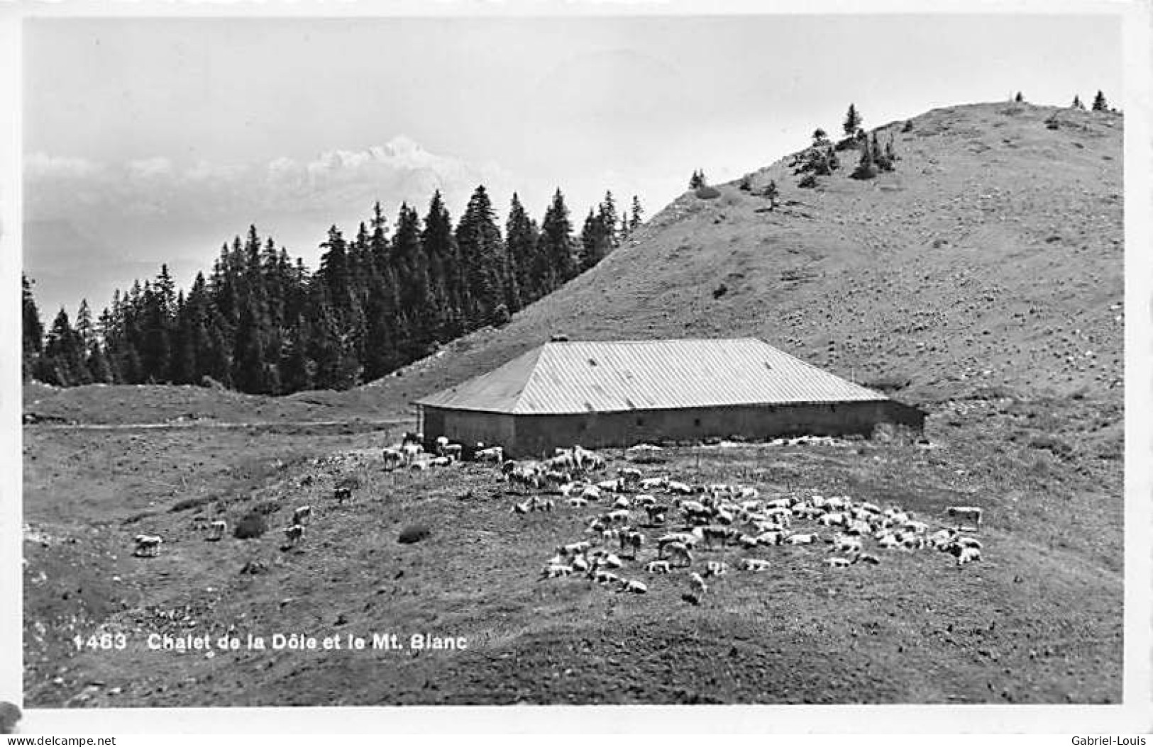 Chalet De La Dôle Et Le Mont Blanc Vache Troupeau Génisses Alpage Jura Vaudois - Autres & Non Classés