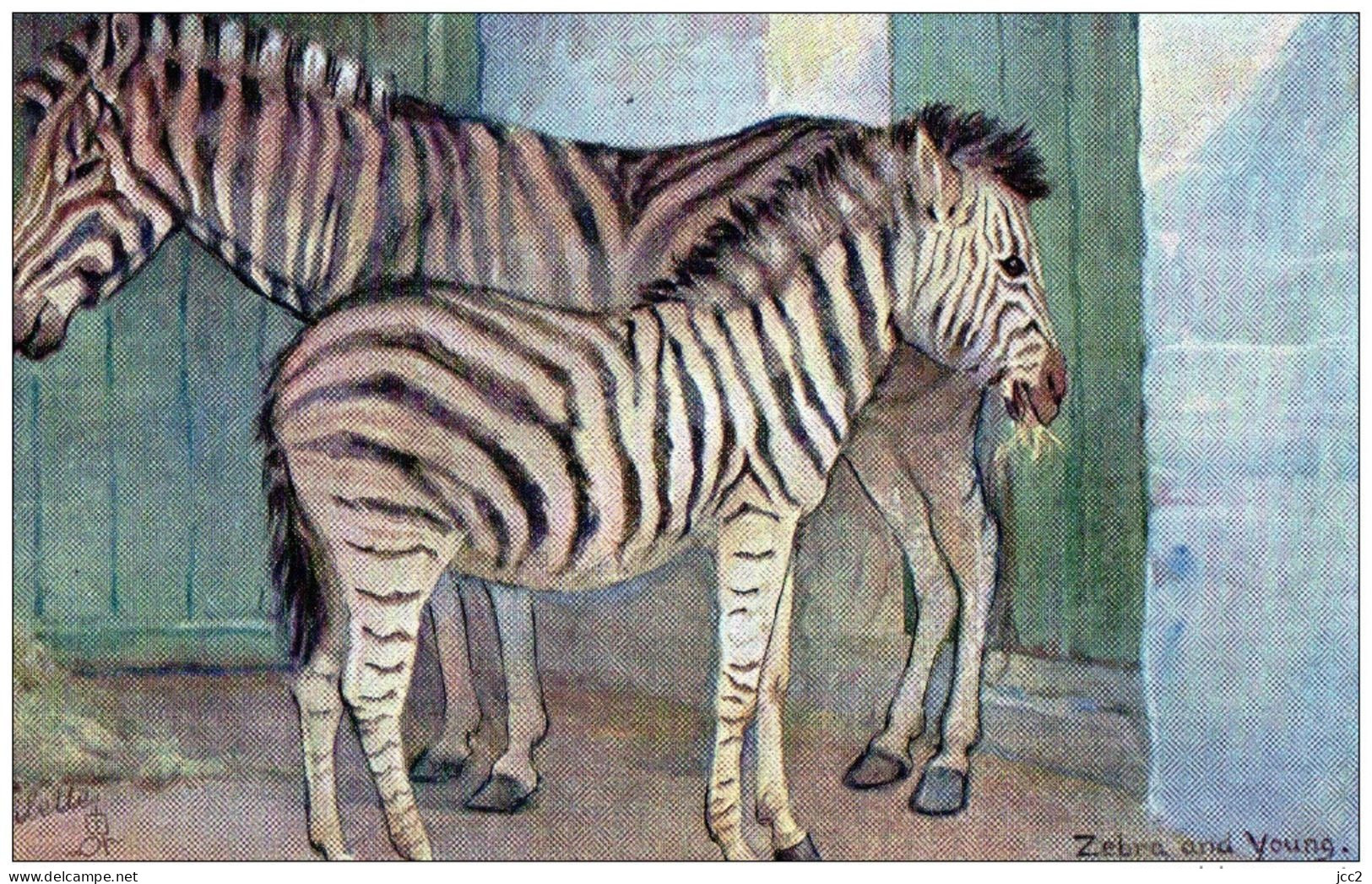 ANIMAUX-FAUNE - Zebre And Young - Cebras