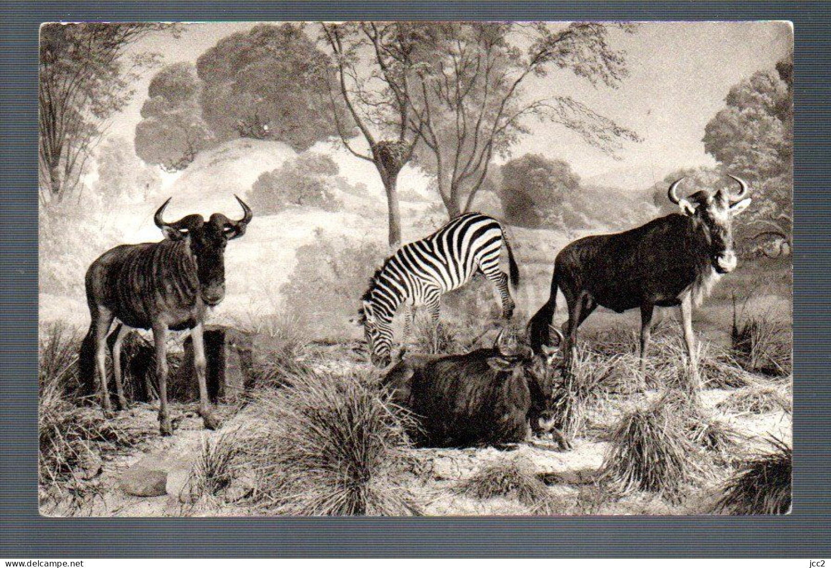 ANIMAUX-FAUNE - Zèbre Et Gnous - Zebras