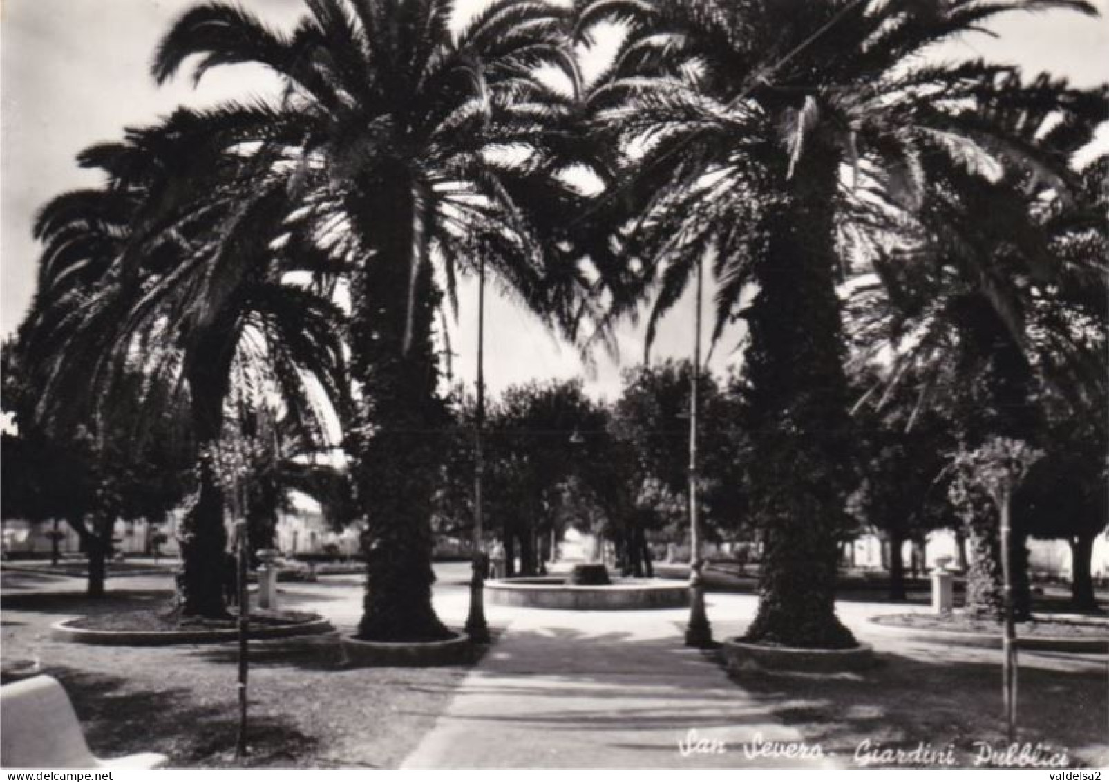 SAN SEVERO - FOGGIA - GIARDINI PUBBLICI CON PALME - 1961 - San Severo