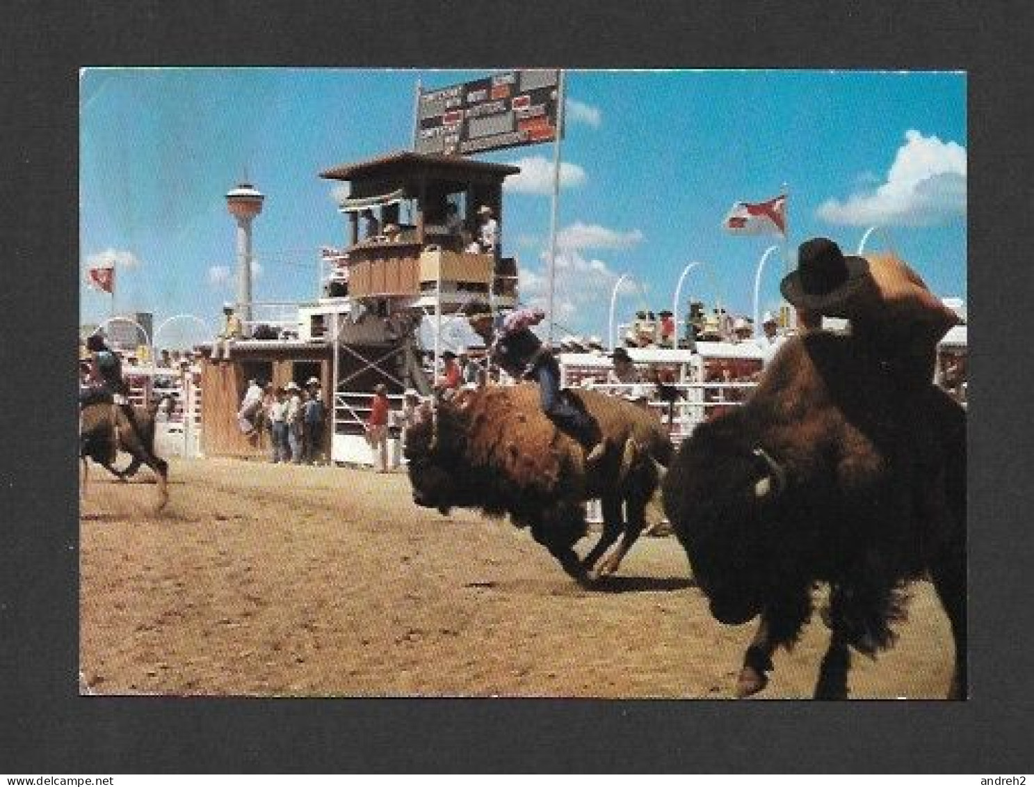 Calgary - Alberta - Calgary Exhibition & Stampede - Indians Riding Wild Buffalo At The Stampede - Photo  Fred Kobsted - Calgary