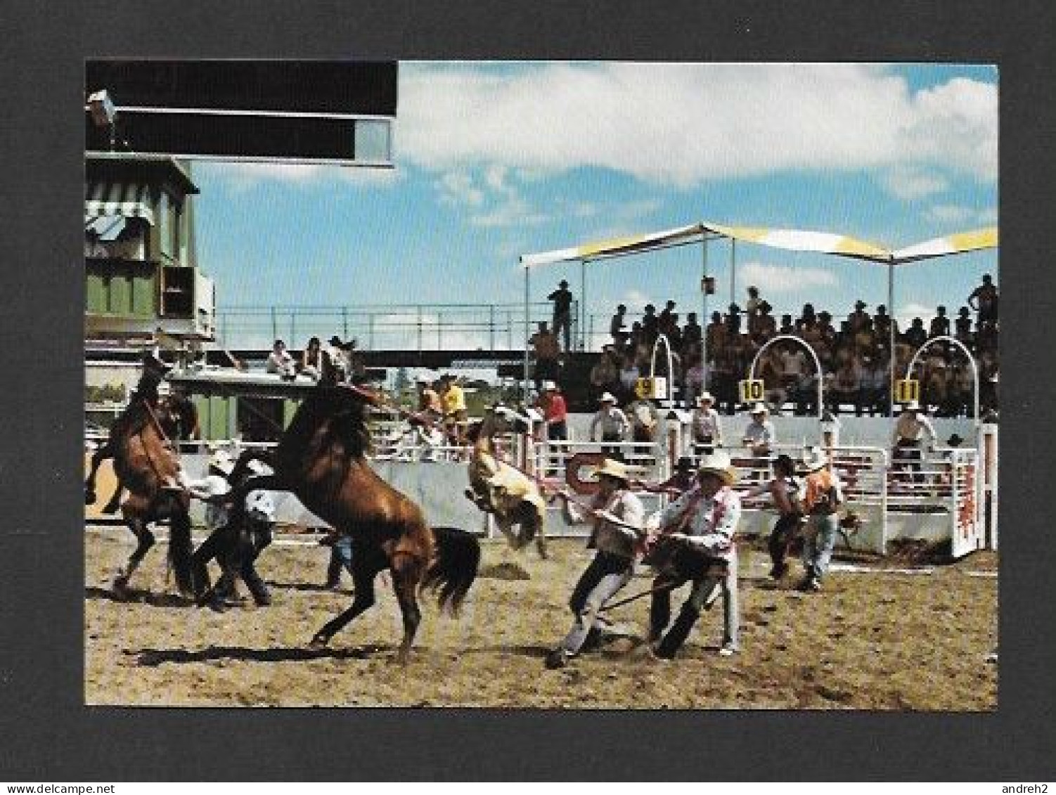 Calgary - Alberta - Calgary Exhibition & Stampede - The Wild Horse Race - Photo Calgary Exhibition And Stampede - Calgary