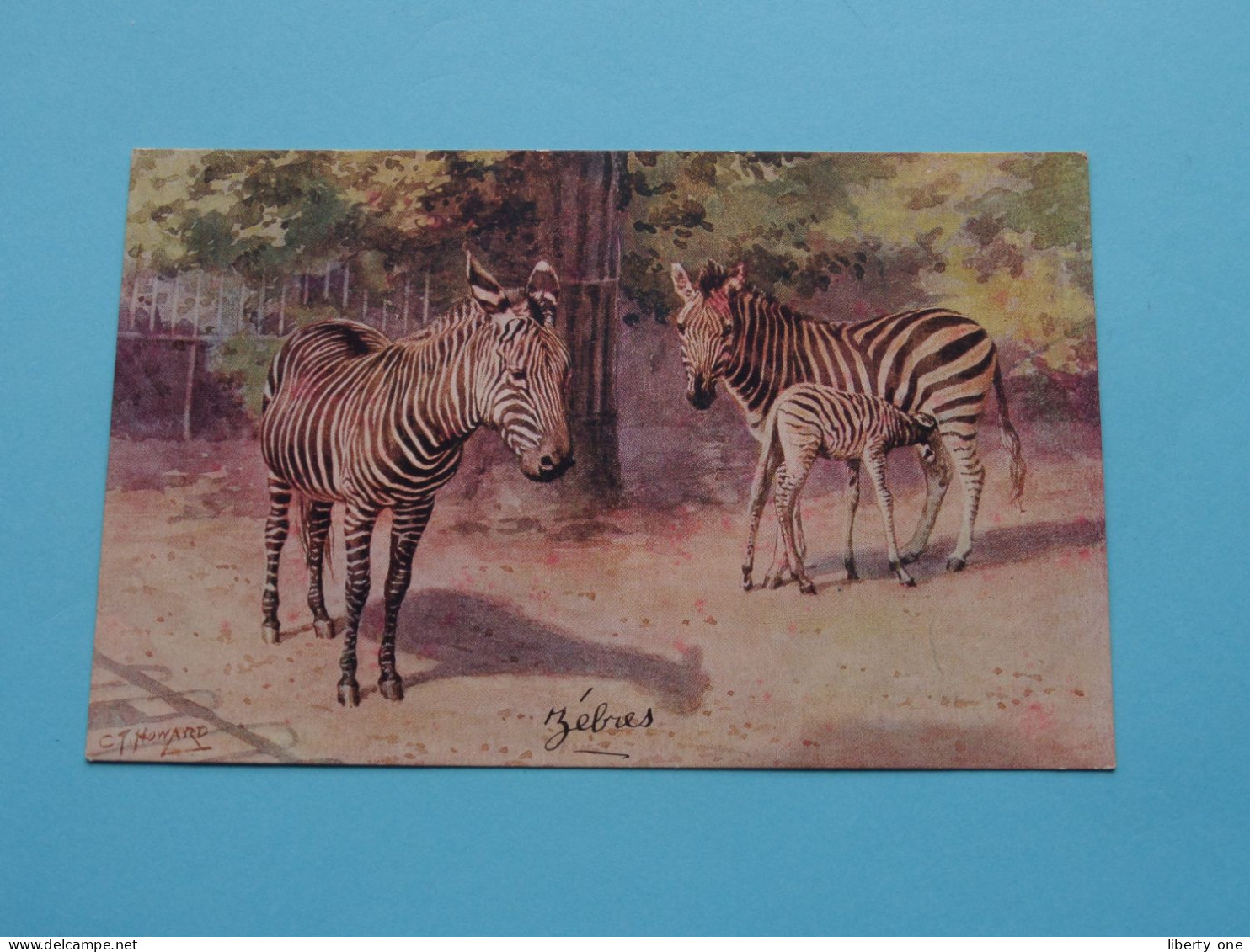 ZEBRAS ( Zoological Gardens London ) C T Howard ( Edit. J. Salmon ) Anno ....! - Giraffes