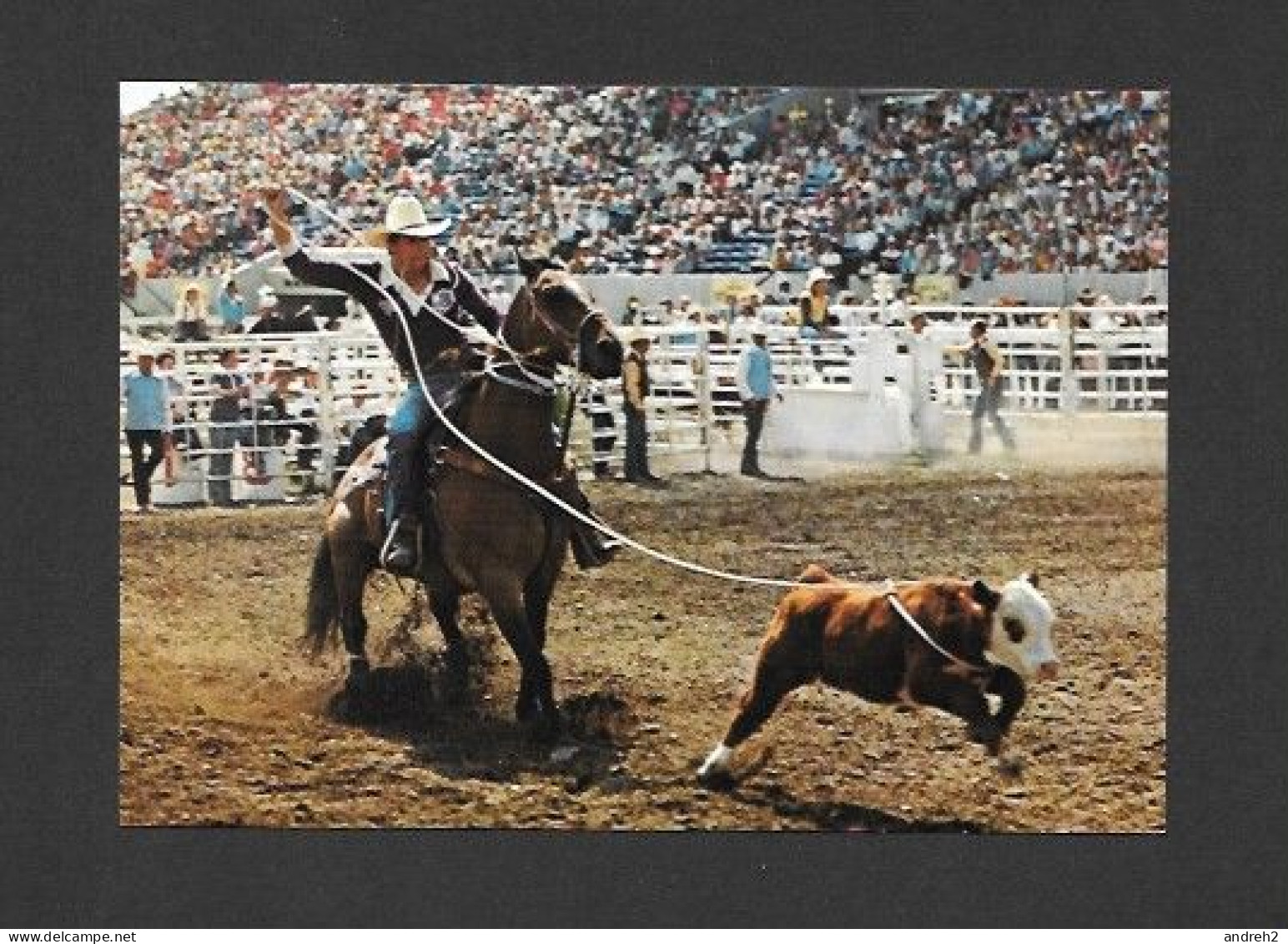 Calgary - Alberta - Calgary Exhibition & Stampede - Calf Roping Is One Of The Main  Features - Photo Calgary Exhibition - Calgary