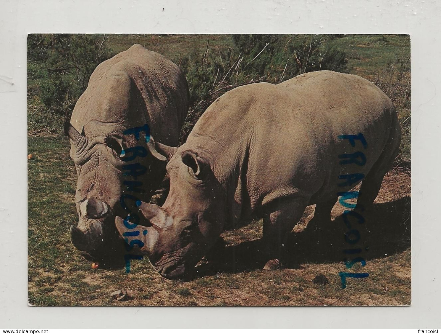 Rhinocéros Blancs. Néron Et Cléopâtre. Réserve Africaine De Sigean - Rhinocéros