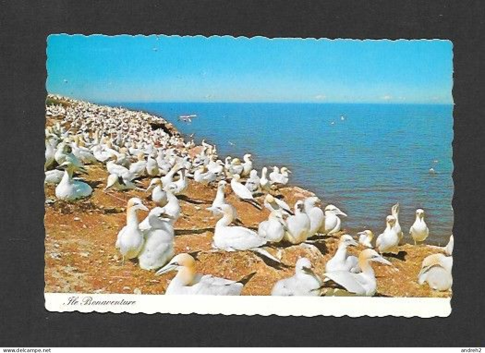 Ile Bonaventure Percé Québec - Les Oiseaux De L'Ile Bonaventure - Pub. Unic - Percé