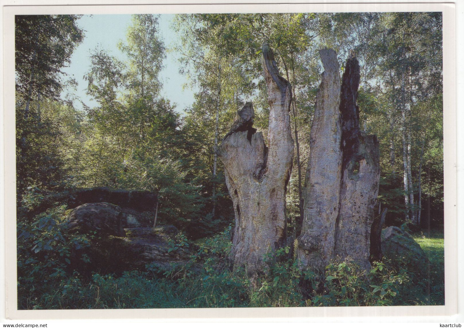 Fürst-Pückler-Park Bad Muskau - Reste Der Hermanns-Eiche Im Polinischen Parkteil - (Deutschland) - 16.5 X 11.5 Cm - Bad Muskau