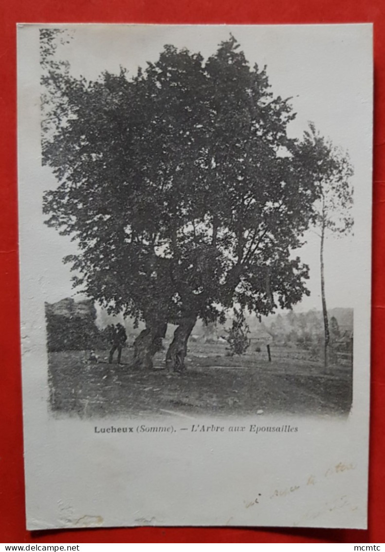 CPA  Rétrécit , Abîmée -  Lucheux  -(Somme) - L'Arbre Aux Epousailles - Lucheux