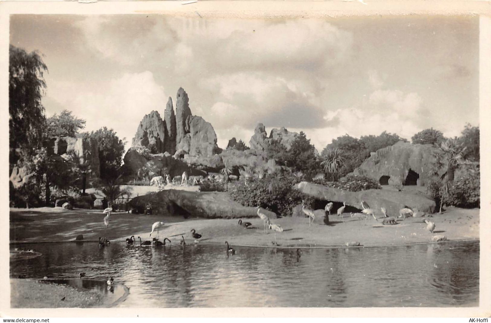 Hamburg Eimsbüttel Stellingen, Hagenbecks Tierpark, Schwäne, Enten, Gehege Ngl (2287) - Eimsbüttel