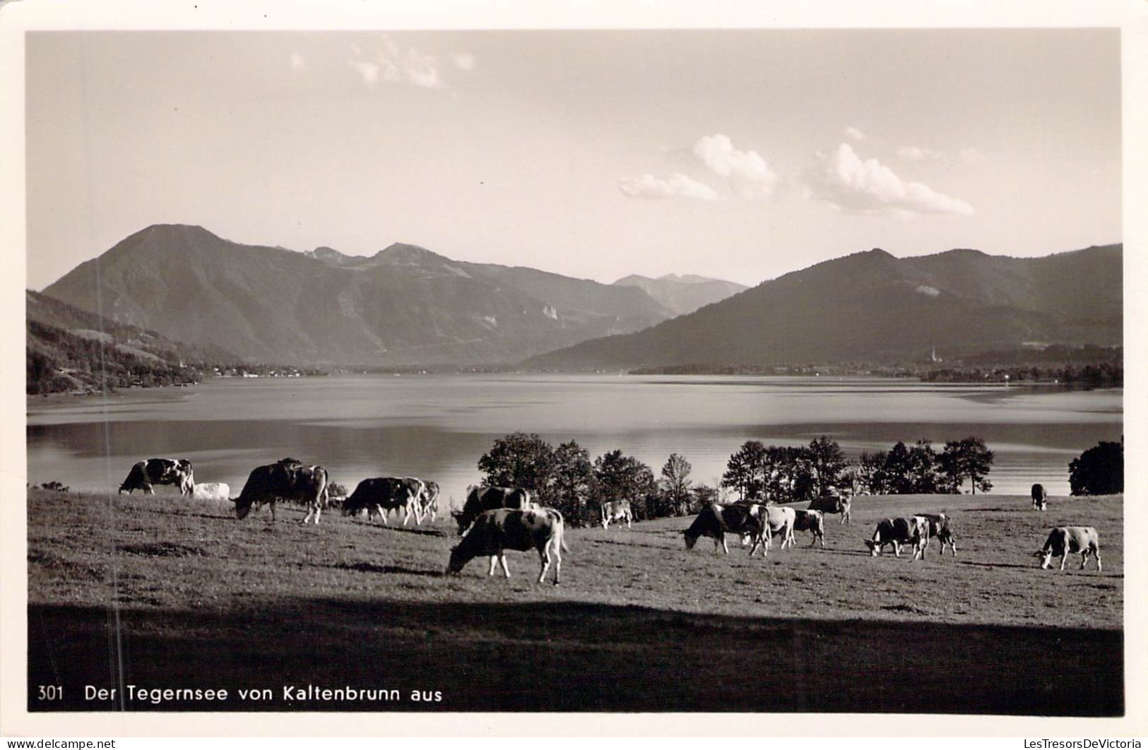 ANIMAUX &FAUNE - VACHES - Troupeaux De Vaches En Prairie - Carte Postale Ancienne - Cows