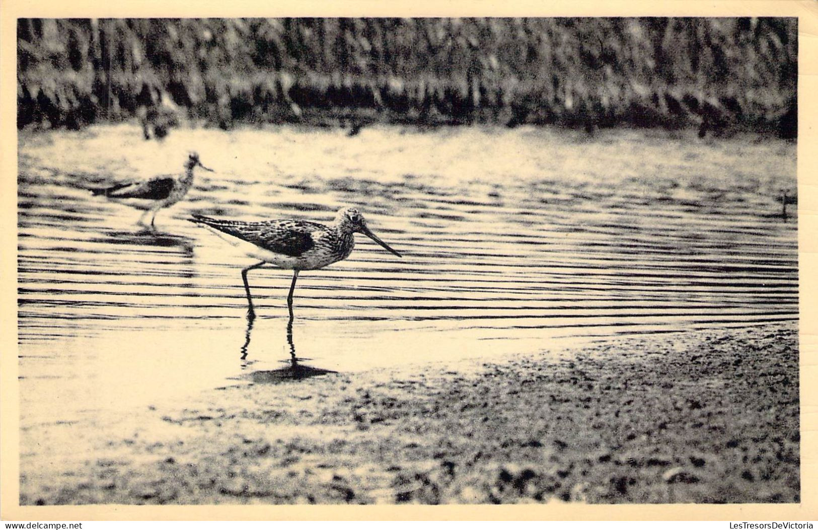 ANIMAUX &FAUNE - OISEAUX - LE ZWIN - Chevalier à Pattes Vertes - Carte Postale Ancienne - Uccelli