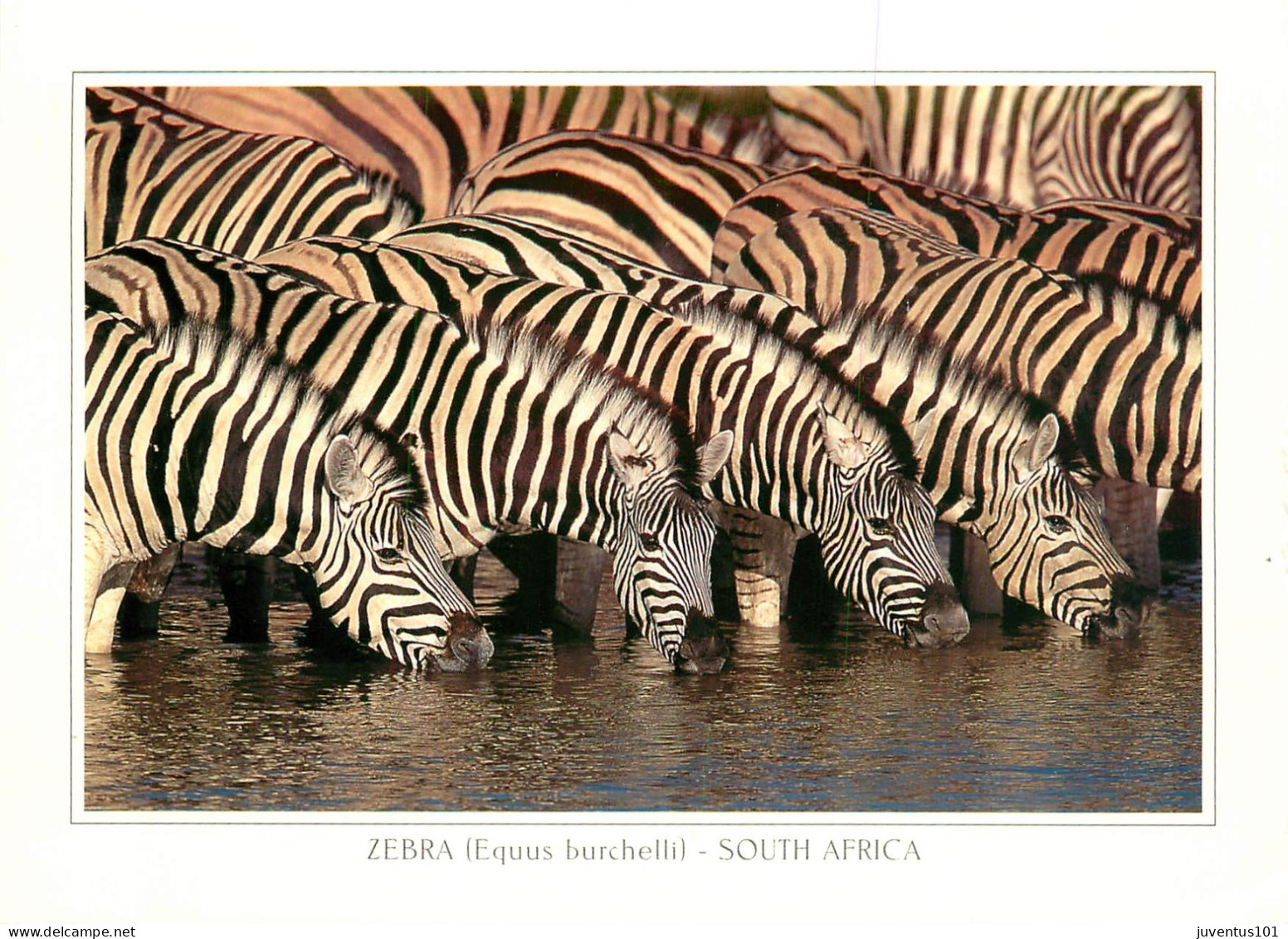 CPSM Zebra-Zébres-South Africa-Beau Timbre     L2257 - Cebras