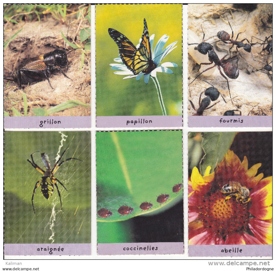 Lot De 6 Cartes Insectes - Collection Disney (winnie L'ourson) - Autres & Non Classés