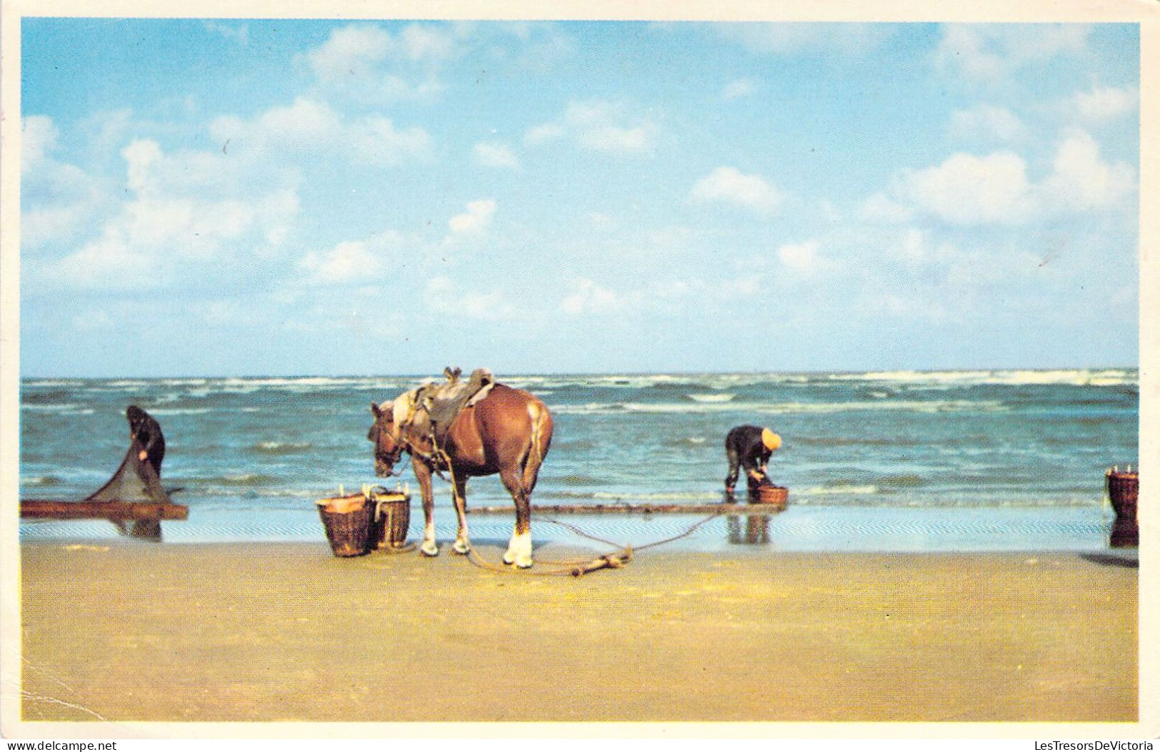 BELGIQUE - OSTENDE - Pêcheurs De Crevettes - Carte Postale Ancienne - Oostende