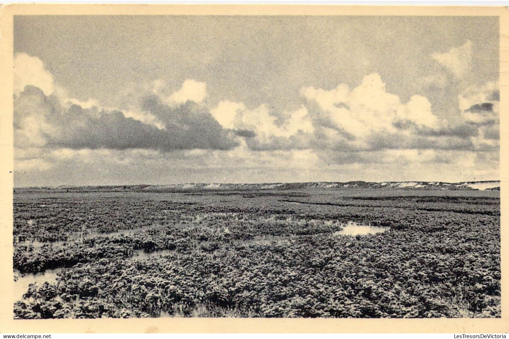 BELGIQUE - Le Zoute - Le Zwin En Fleurs - Carte Postale Ancienne - Knokke