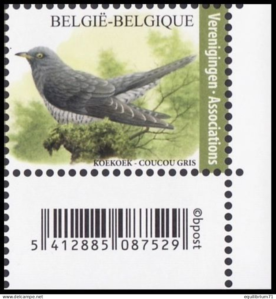 4991** - Coucou Gris / Grijze Koekoek / Grauer Kuckuck - BUZIN - Cuculi, Turaco