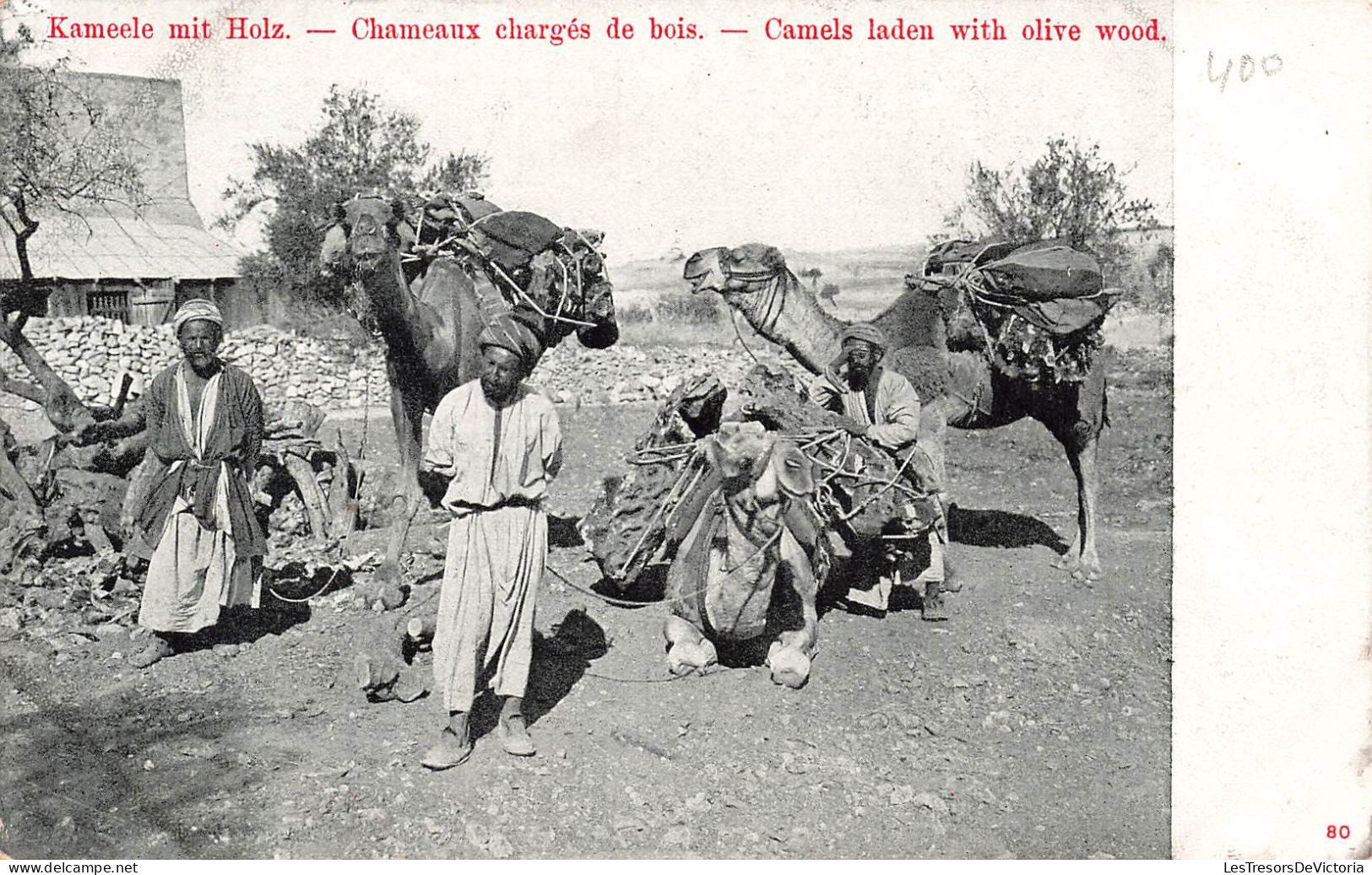 Israel - Chameaux Chargés De Bois - Animé  - Carte Postale Ancienne - Israel