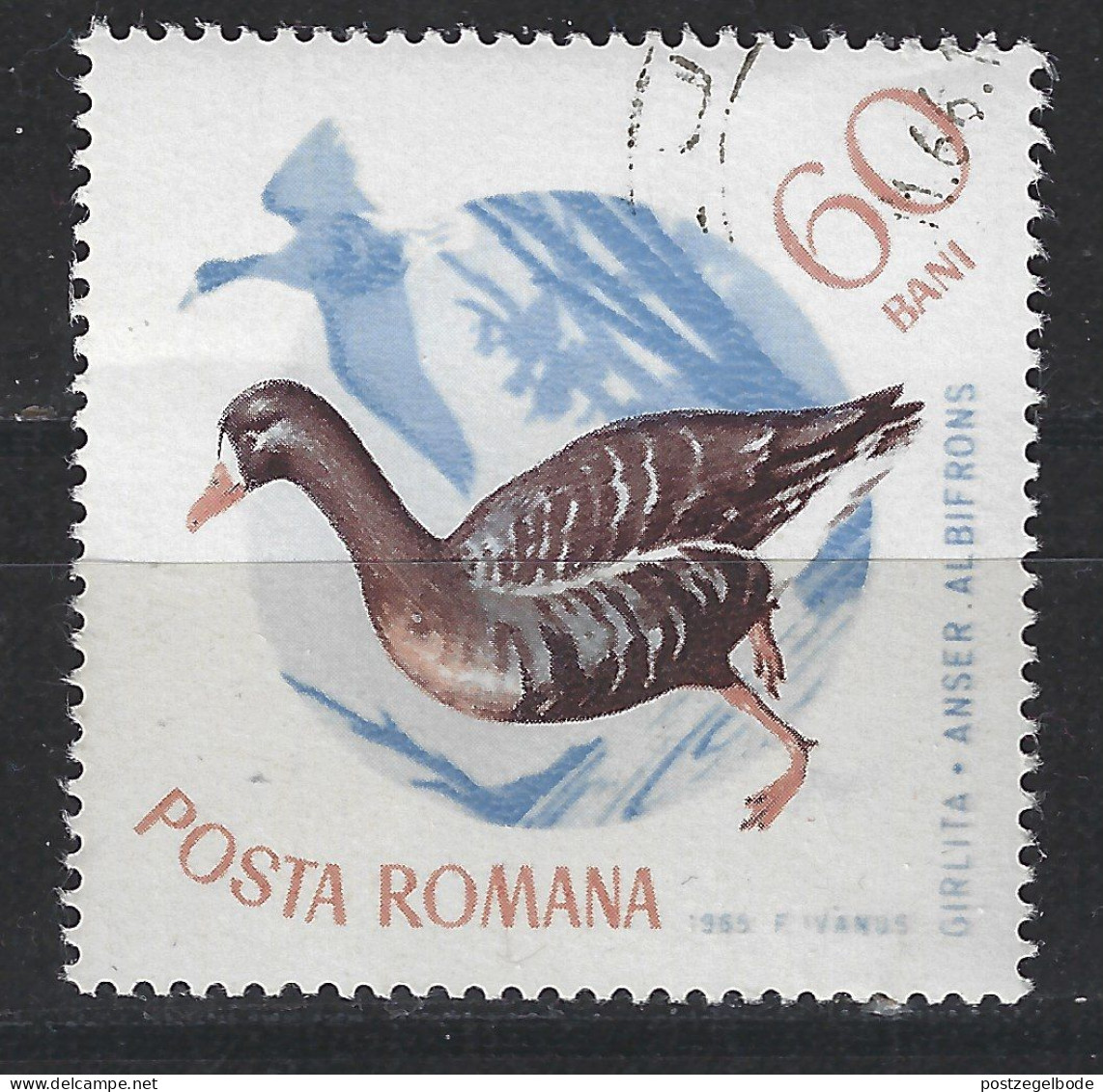 Roemenie Romania Romana Used ; Gans Goose Oie Ganso Vogel Bird Ave Oiseau - Gänsevögel