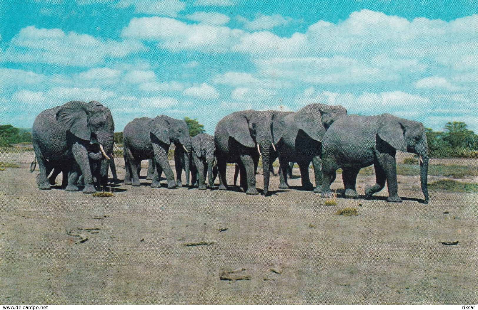 AFRIQUE(ELEPHANT) - Non Classés