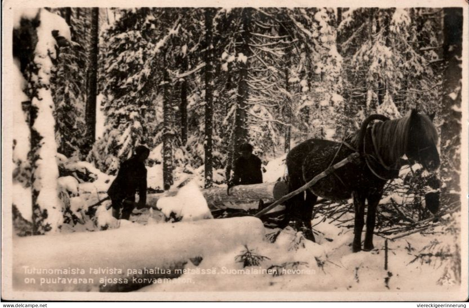 !  Alte Ansichtskarte , Finland, Finnland, Holzfäller, Pferd - Finnland