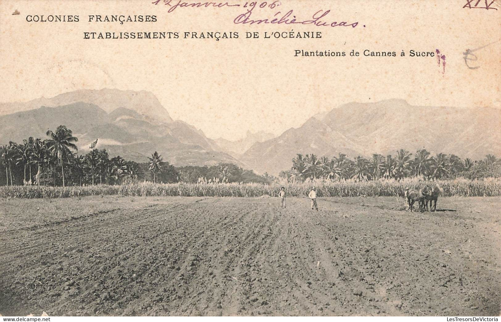 Nouvelle Calédonie - Plantation De Canne à Sucre - Etablissement Français De L'Océanie - Carte Postale Ancienne - Nueva Caledonia