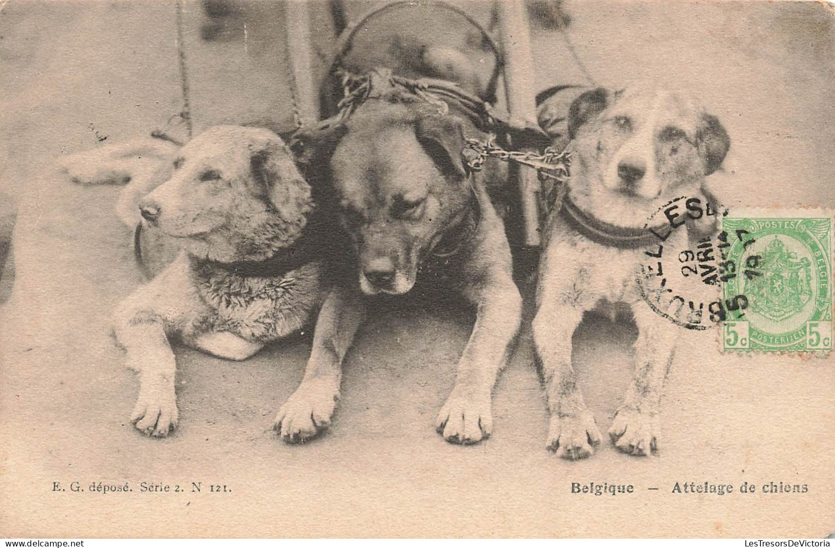 Chien - Belgique - Attelage De Chiens - Carte Postale Ancienne - Hunde