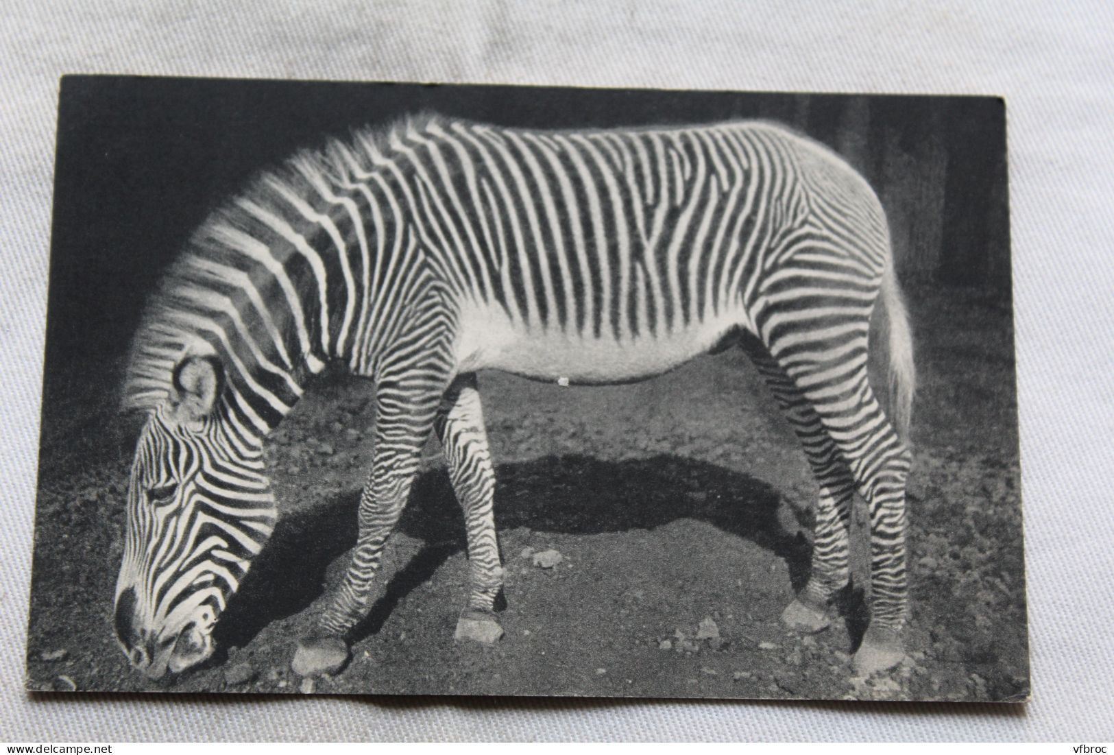 Cpa 1947, Paris 75, Muséum D'histoire Naturelle, Zoo De Vincennes, Un Zèbre De Grévy, Animaux - Zebre