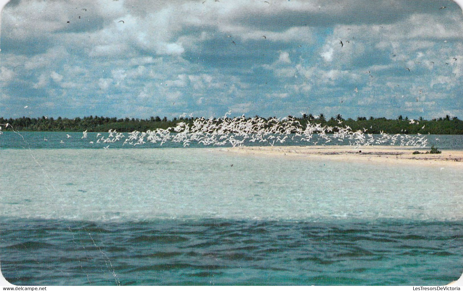 MEXIQUE - Gaviotas En Vuelo - Punta Nizuc - Carte Postale Ancienne - Mexico