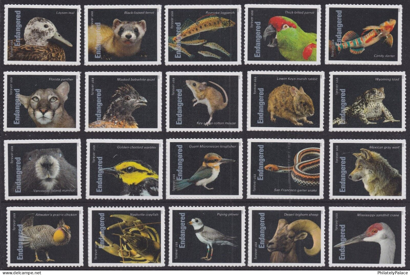 USA New ** 2023 Endangered Species, Reptile,Snake,Fish,Parrot,Frog,Rat,Rabbit,Bird,Panther,Wolf,Quail,20v MNH (**) - Nuevos