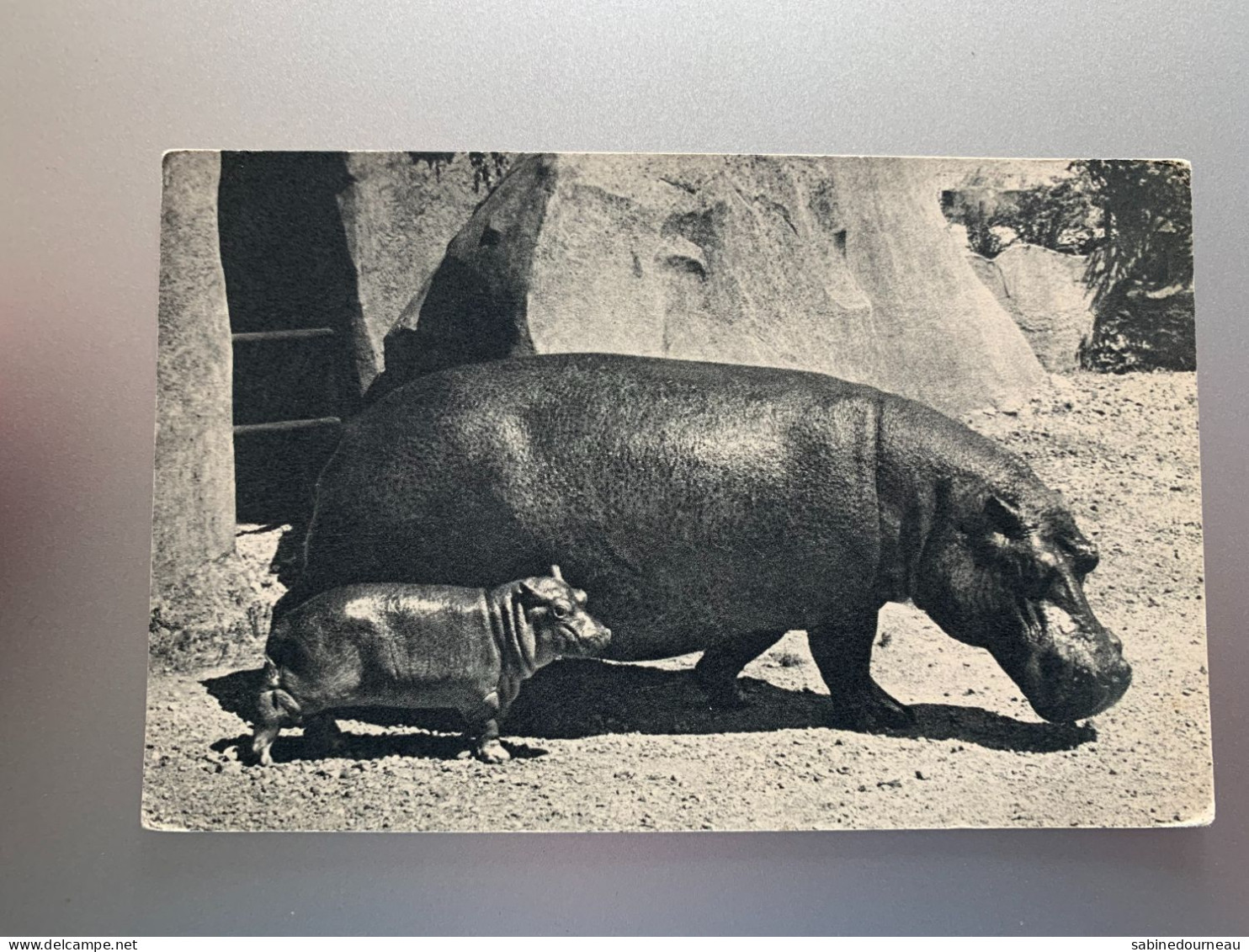 COMITE NATIONAL DE L'ENFANCE HIPPOPOTAME ET SON PETIT PARC ZOOLOGIQUE DU BOIS DE VINCENNES CPA - Ippopotami