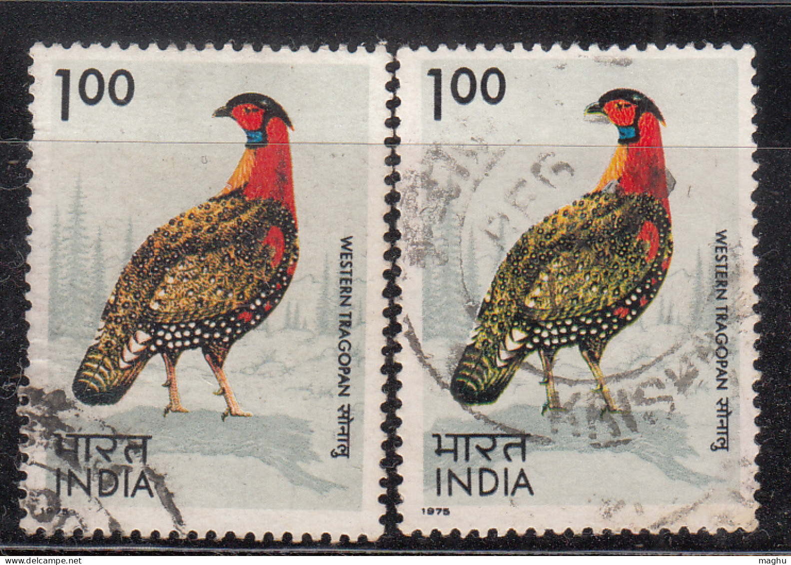 EFO, Print Shift Variety, India Used 1975, Western Tragopan, Bird, Birds,  - Errors, Freaks & Oddities (EFO)