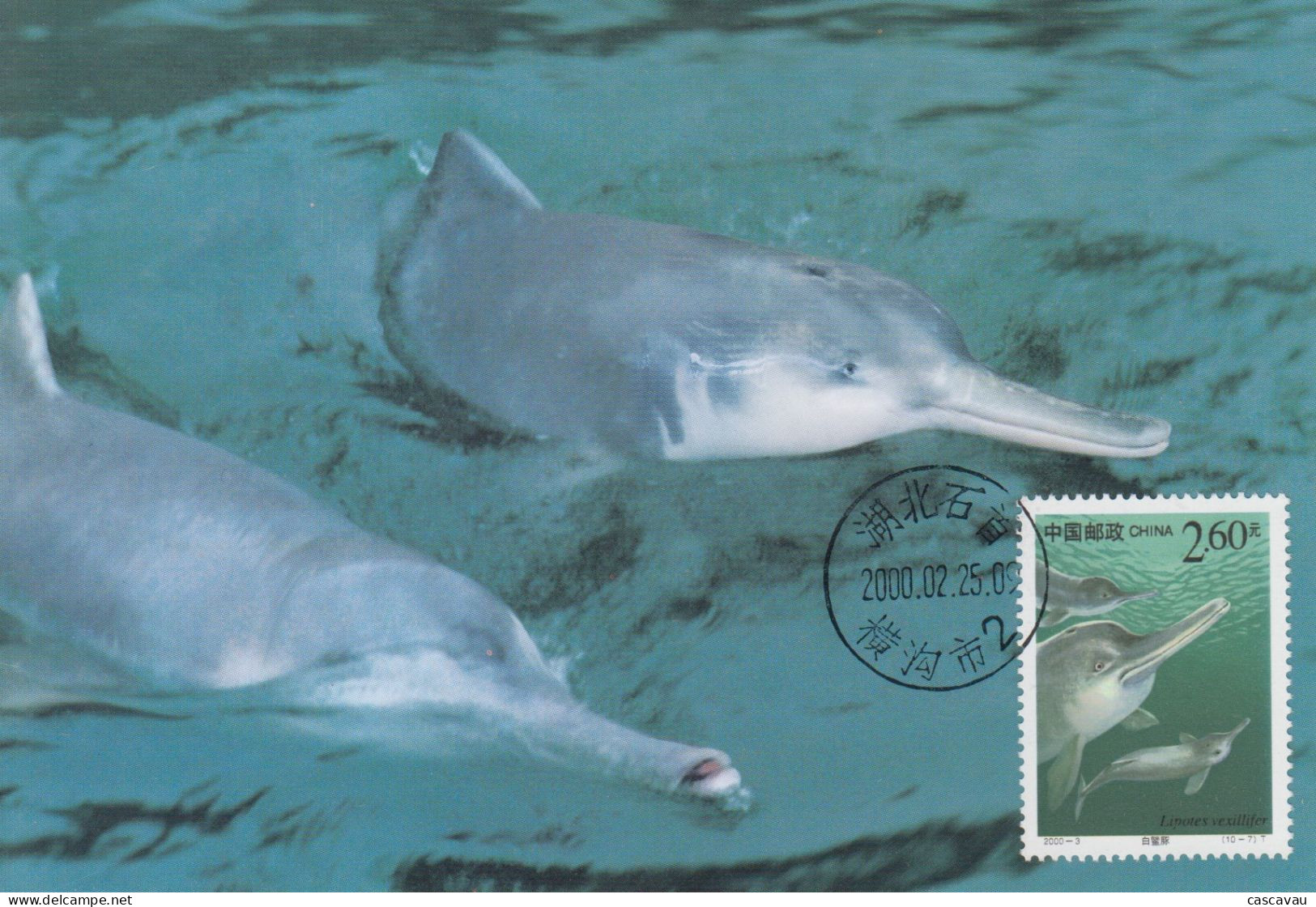 Carte  Maximum  1er   Jour     CHINE    Dauphins   2000 - Delfines