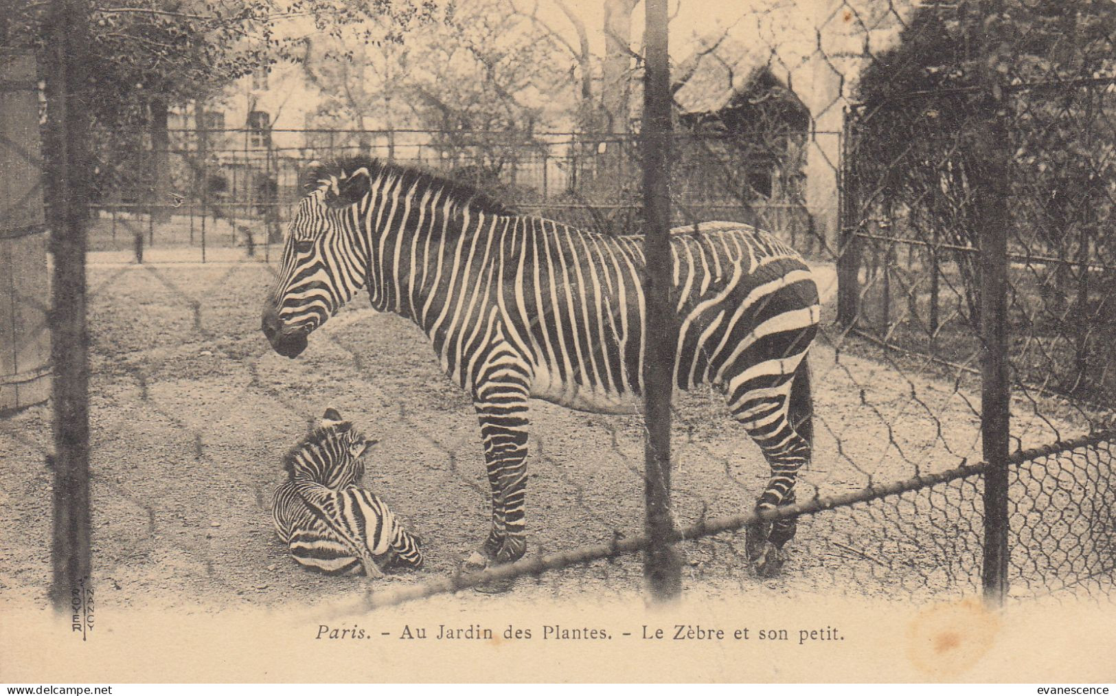 Le Zèbre Et Son Petit   //   Ref. Mai 23 ///   N° 26.099 - Zebre
