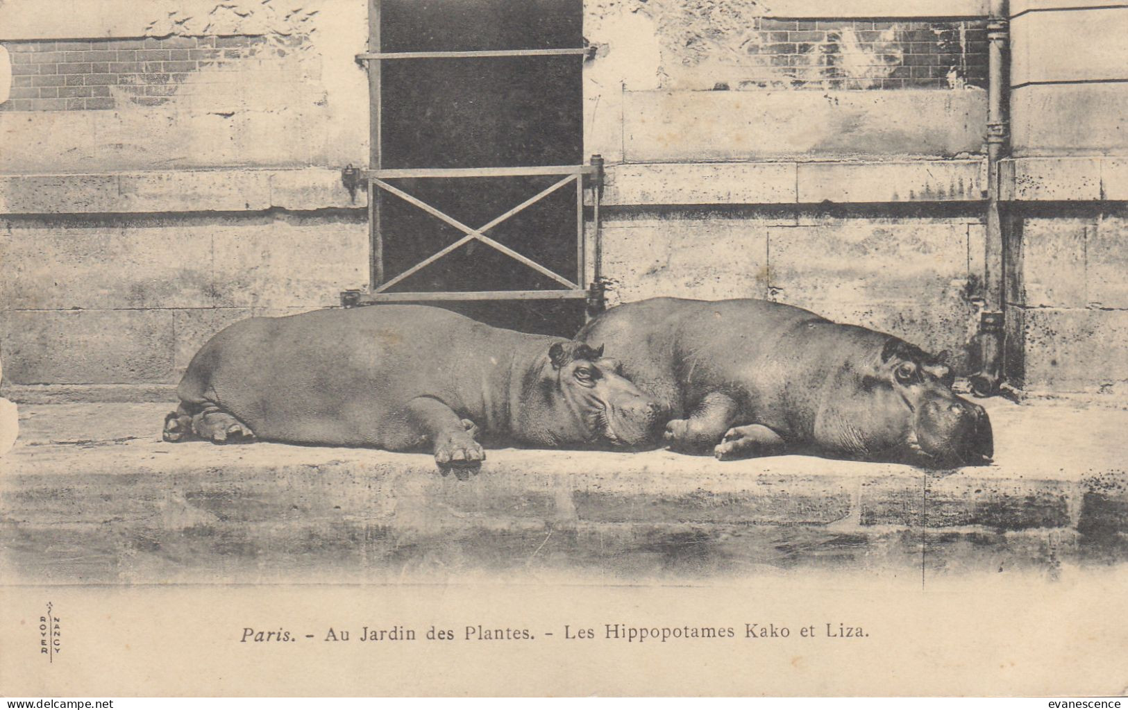 Les Hippopotames Kako Et Liza (trace De Pli)   //   Ref. Mai 23 ///   N° 26.100 - Flusspferde