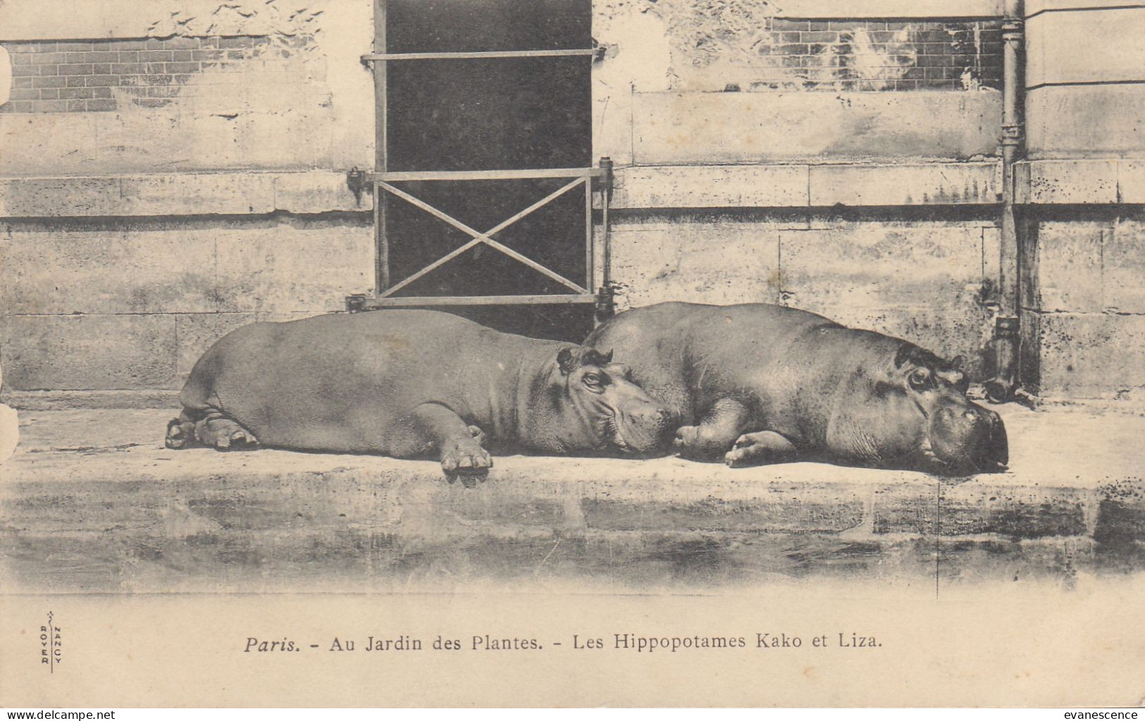 Les Hippopotames Kako Et Liza (trace De Pli)   //   Ref. Mai 23 ///   N° 26.100 - Hippopotames
