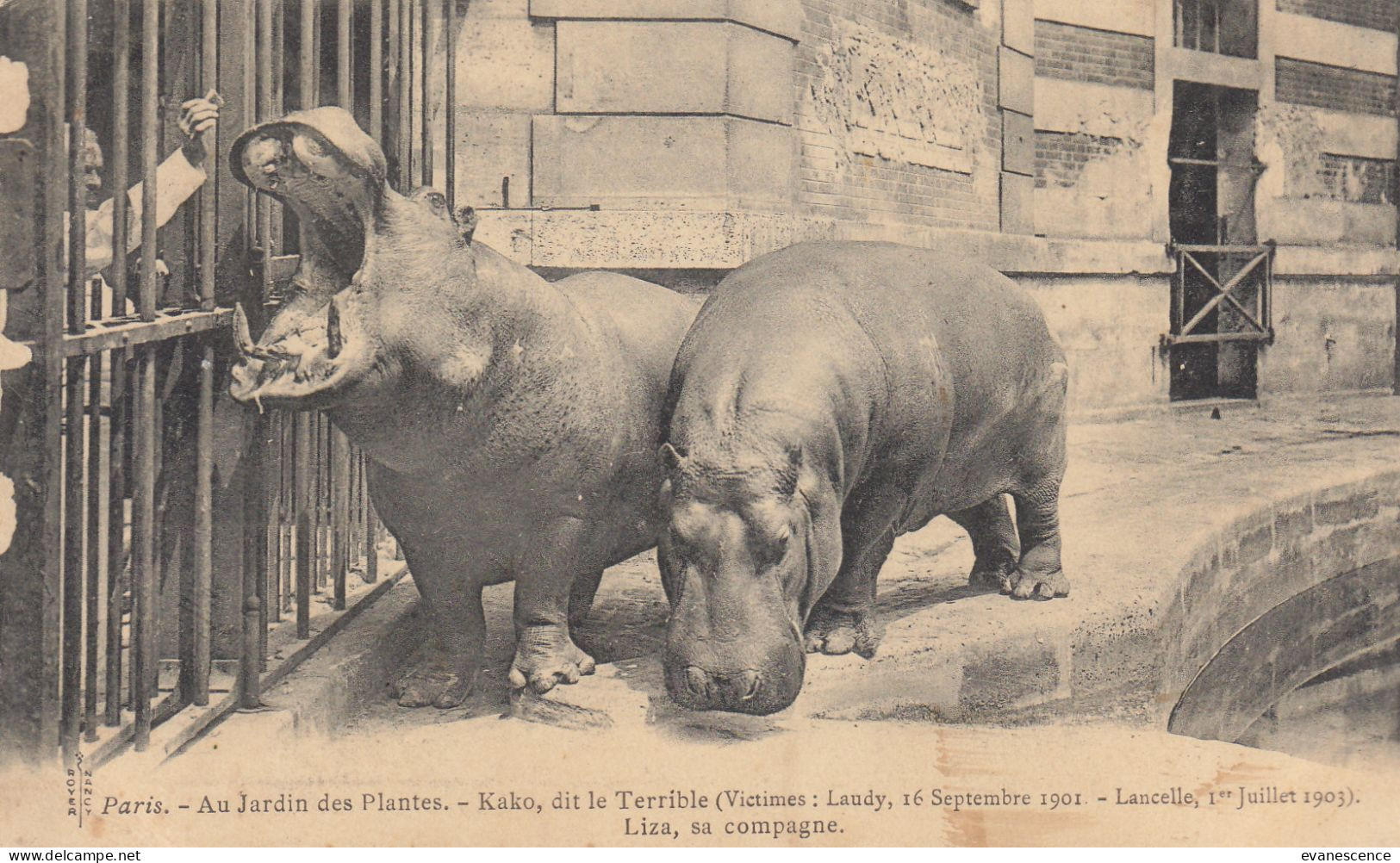 Les Hippopotames Kako Qui A Fait 2 Victimes  Et Liza    //   Ref. Mai 23 ///   N° 26.101 - Flusspferde