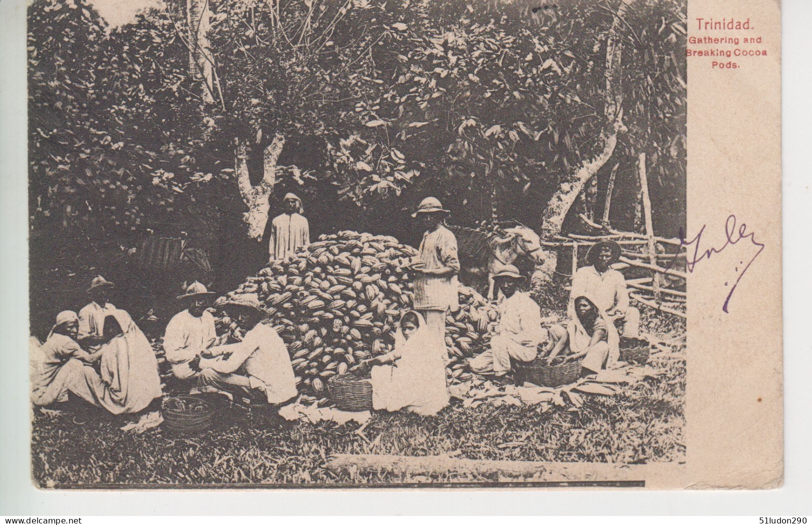 CPA Précurseur Trinidad - Gathering And Breaking Cocoa Pods (très Belle Scène) Avec Cachet Port Of Spain Sur One Penny - Trinidad