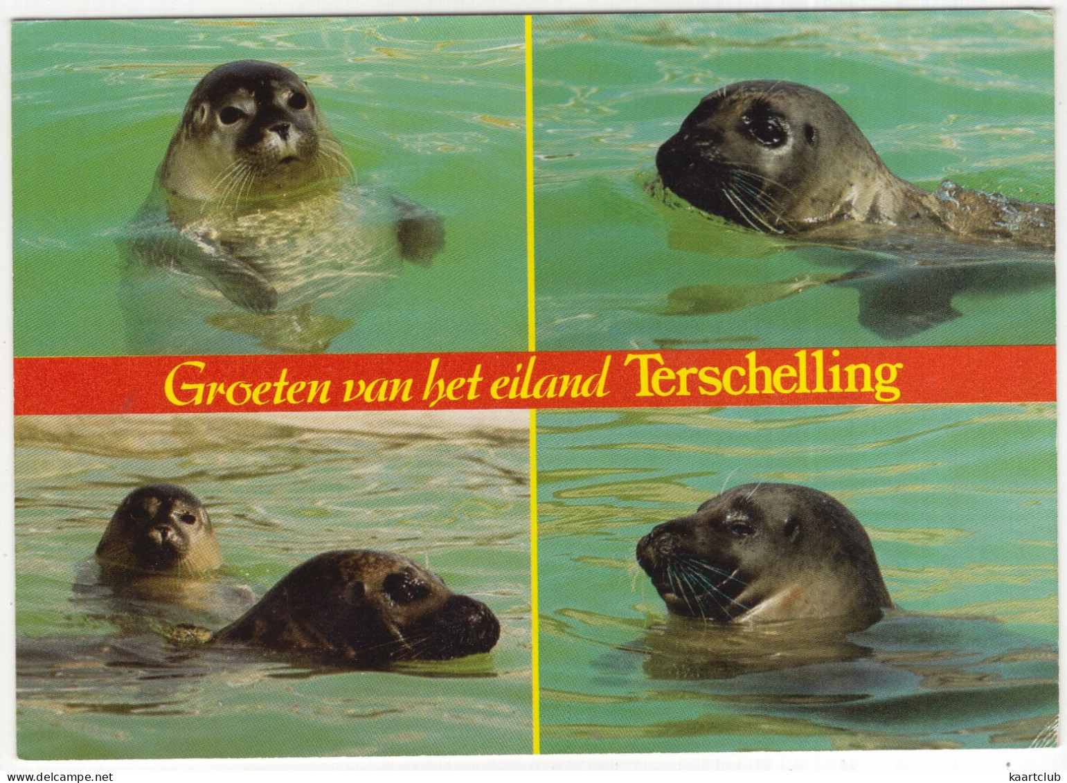 Groeten Van Het Eiland Terschelling - (Wadden, Nederland/Holland) - Zeehond / Seal / Seehund /Phoque - Terschelling